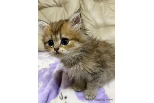 成約済の茨城県のペルシャ(チンチラ)-86097の3枚目