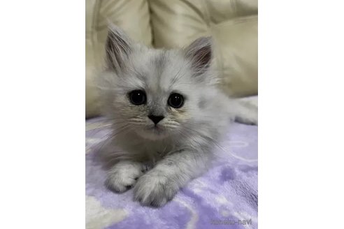 成約済の茨城県のペルシャ(チンチラ)-86099の5枚目