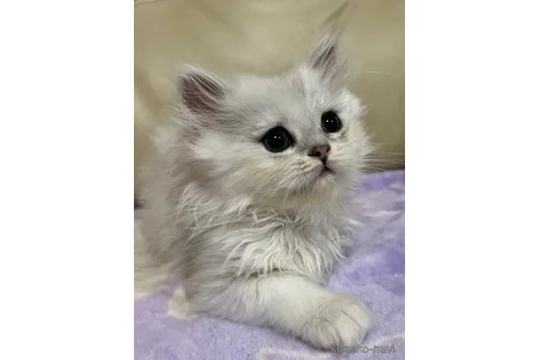 成約済の茨城県のペルシャ(チンチラ)-86101の2枚目