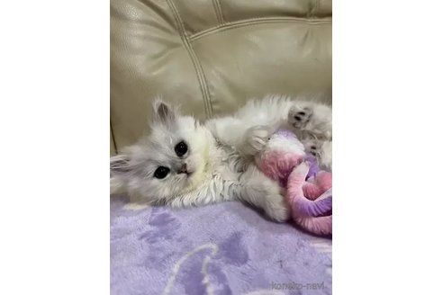 成約済の茨城県のペルシャ(チンチラ)-86101の3枚目