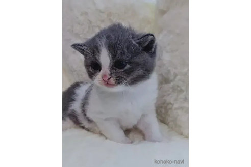 成約済の神奈川県のブリティッシュショートヘア-86111の5枚目