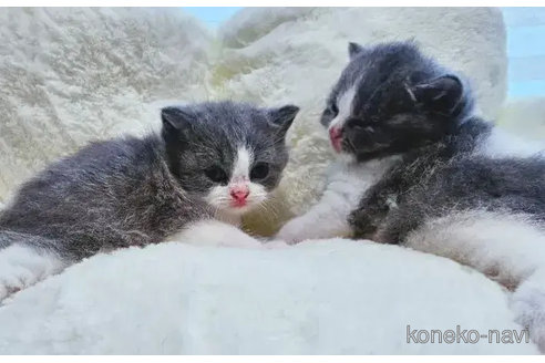 成約済の神奈川県のブリティッシュショートヘア-86112の3枚目
