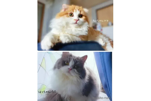 成約済の神奈川県のスコティッシュフォールド(折れ耳)-86114の3枚目
