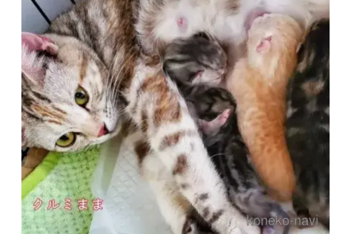 くるみちゃん1枚目