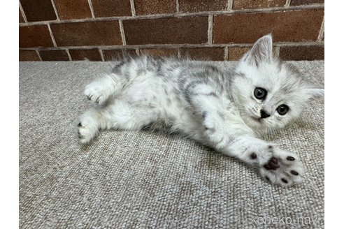成約済の東京都のスコティッシュフォールド-86120の2枚目