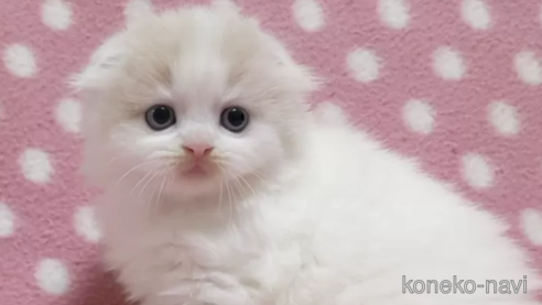成約済の愛知県のスコティッシュフォールド(折れ耳)-86126の1枚目