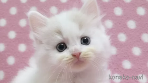 成約済の愛知県のスコティッシュフォールド-86129の1枚目