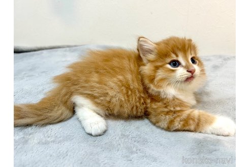 商談中の北海道のノルウェージャンフォレストキャット-86136の2枚目