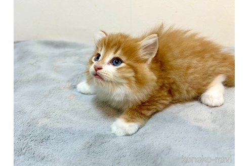 商談中の北海道のノルウェージャンフォレストキャット-86136の3枚目