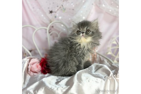 成約済の愛知県のエキゾチックショートヘア-85680の1枚目