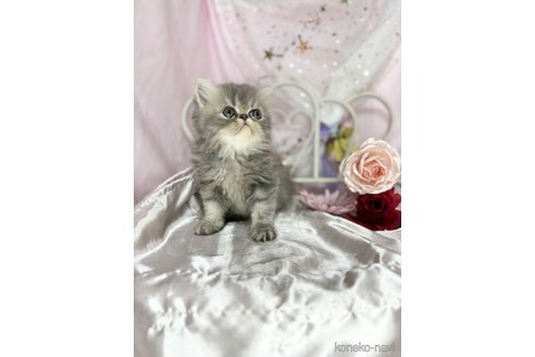 成約済の愛知県のエキゾチックショートヘア-85668の4枚目