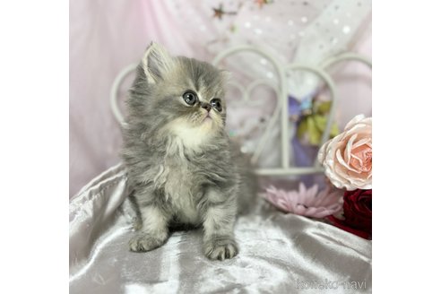 成約済の愛知県のエキゾチックショートヘア-85668の3枚目