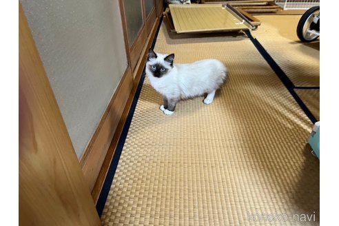 成約済の静岡県のラグドール-86468の4枚目