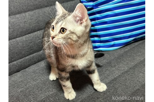成約済の静岡県のその他の猫種-86298の5枚目