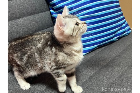 成約済の静岡県のその他の猫種-86298の2枚目