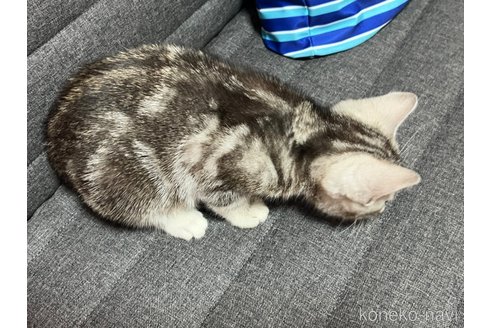成約済の静岡県のその他の猫種-86298の4枚目