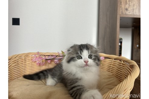 成約済の宮城県のスコティッシュフォールド-82618の17枚目