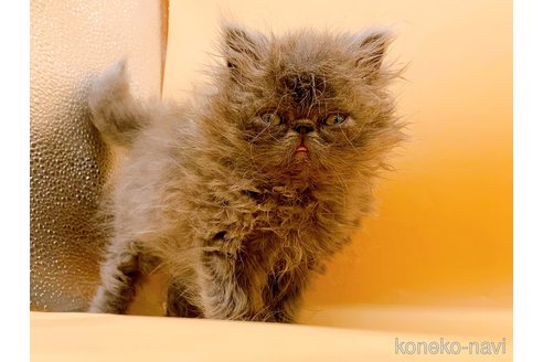 成約済の東京都のエキゾチックロングヘア-86257の13枚目