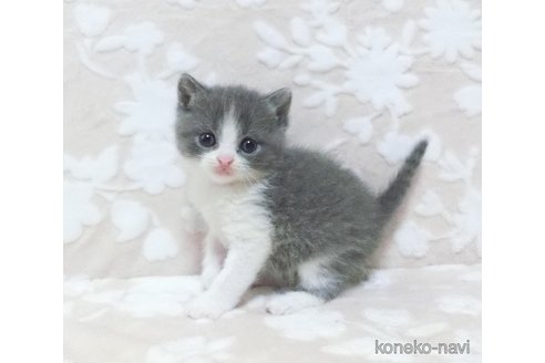 成約済の鹿児島県のブリティッシュショートヘア-86264の4枚目