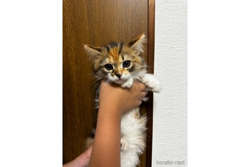 成約済の千葉県のマンチカン-83064の20枚目