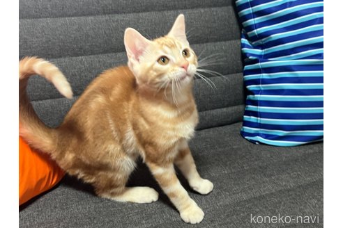 成約済の静岡県のその他の猫種-86324の2枚目