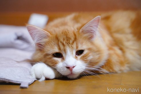 成約済の愛知県のノルウェージャンフォレストキャット-75164の4枚目