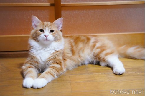 成約済ののノルウェージャンフォレストキャット-75164