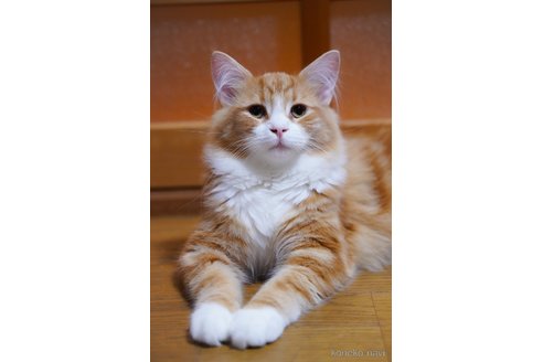成約済の愛知県のノルウェージャンフォレストキャット-75164の2枚目