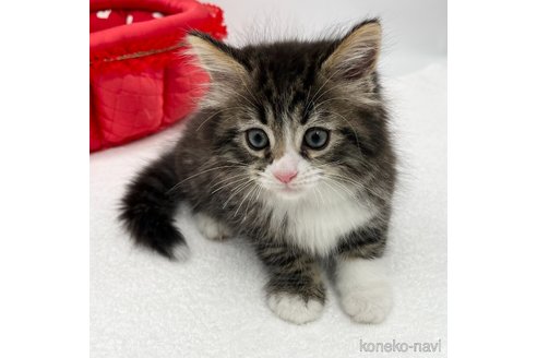 成約済の愛知県のマンチカン-86303の2枚目