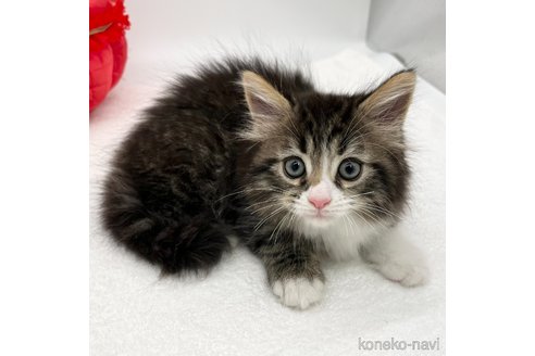 成約済の愛知県のマンチカン-86303の3枚目