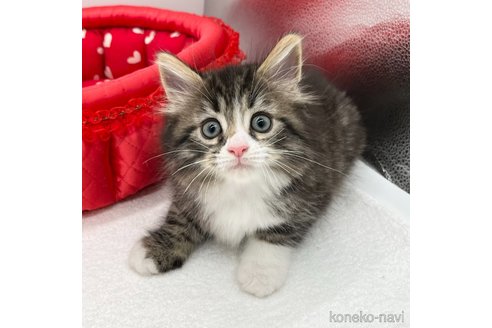 成約済の愛知県のマンチカン-86303の4枚目