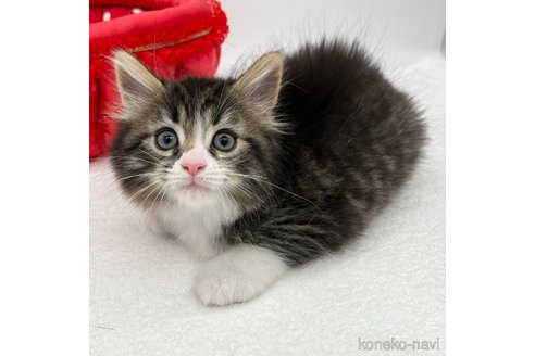 成約済の愛知県のマンチカン-86303の1枚目