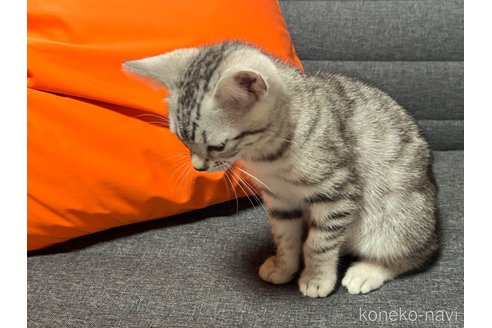 成約済の静岡県のその他の猫種-86312の3枚目