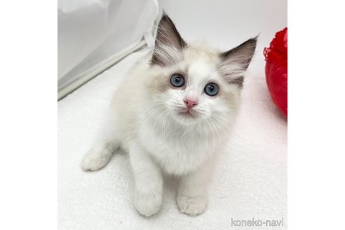 成約済の愛知県のラグドール-86305の1枚目