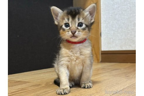 成約済の千葉県のソマリ-86310