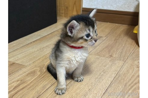 成約済の千葉県のソマリ-86310の5枚目