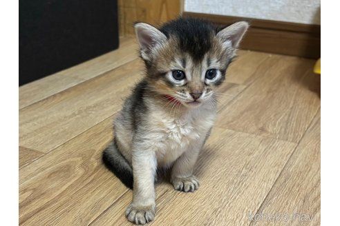 成約済の千葉県のソマリ-86310の2枚目