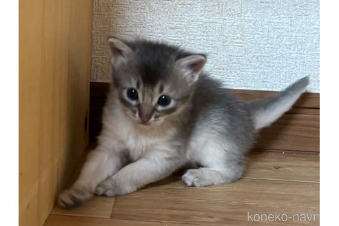 成約済の千葉県のソマリ-86311の3枚目