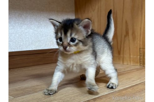 成約済の千葉県のソマリ-86315の1枚目