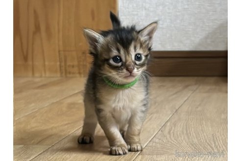 成約済の千葉県のソマリ-86317の3枚目
