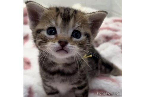 成約済の埼玉県のアメリカンショートヘア-86319の1枚目
