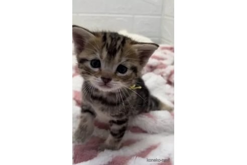 成約済の埼玉県のアメリカンショートヘア-86319の3枚目
