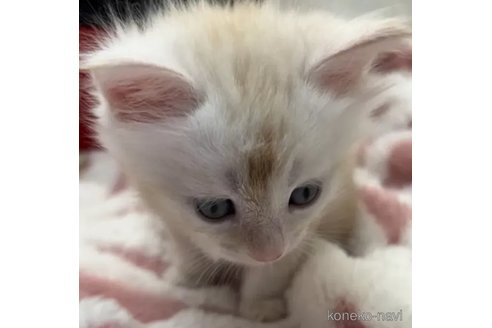 成約済の埼玉県のメインクーン-86320の2枚目