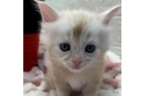 成約済の埼玉県のメインクーン-86320の1枚目