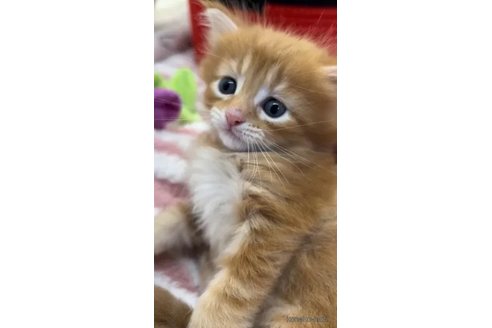 成約済の埼玉県のメインクーン-86321の2枚目