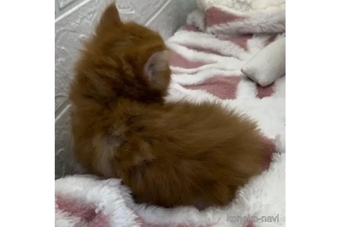 成約済の埼玉県のメインクーン-86321の3枚目