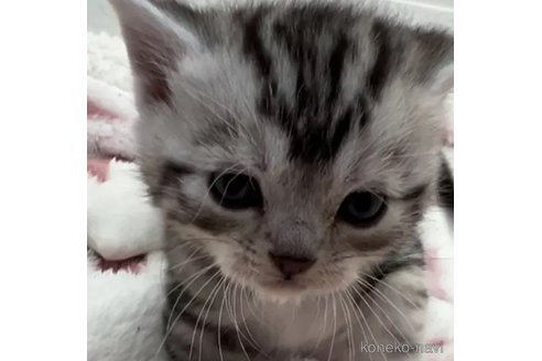 成約済の埼玉県のアメリカンショートヘア-86323の1枚目