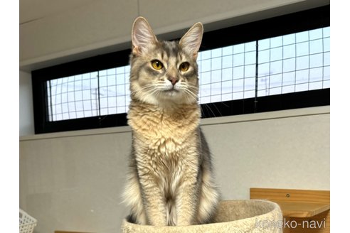 の千葉県の-
