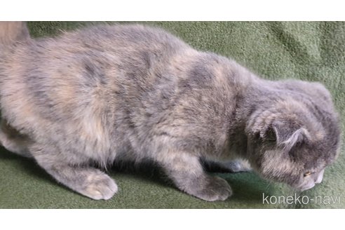 成約済の三重県のスコティッシュフォールド-82837の3枚目