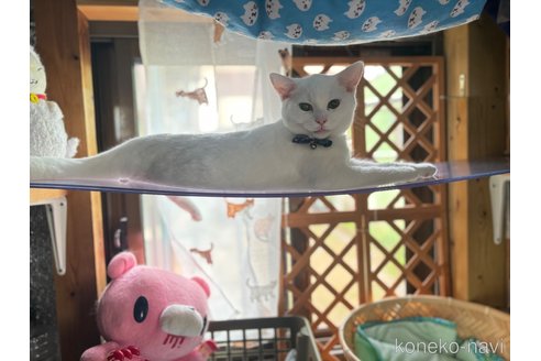 成約済の千葉県のスコティッシュフォールド-74131の15枚目